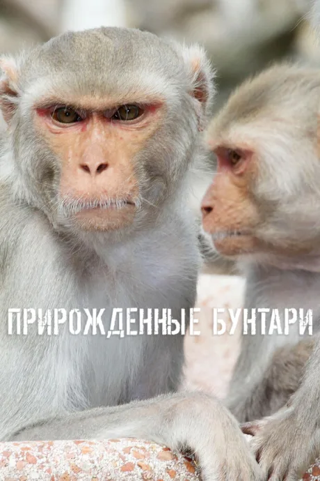 Прирожденные бунтари (сериал 2018)