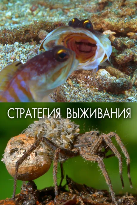 Стратегия выживания (сериал 2017)